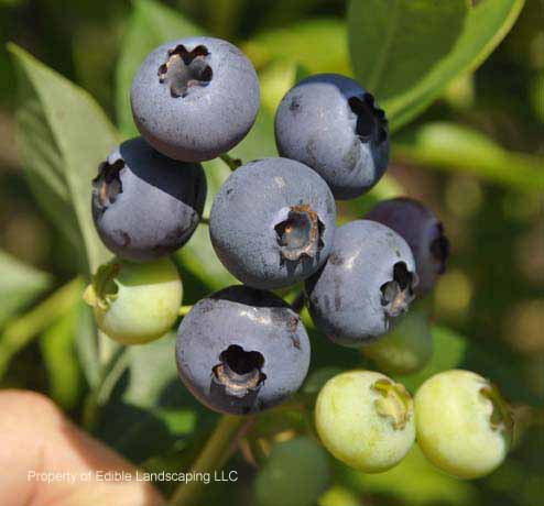 Blueberry Columbus fruit